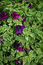 Surfinia Baby Purple Variegata Petunia (Petunia 'Surfinia Baby Purple Variegata') at Stonegate Gardens