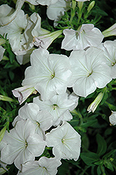 Good And Plenty White Petunia (Petunia 'Good And Plenty White') at A Very Successful Garden Center