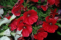 Good And Plenty Red Petunia (Petunia 'Good And Plenty Red') at Stonegate Gardens