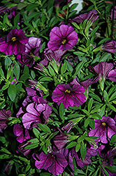 Cruze Violet Calibrachoa (Calibrachoa 'Cruze Violet') at Stonegate Gardens