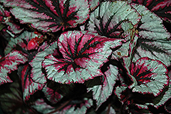 Shadow King Cherry Mint Begonia (Begonia 'Shadow King Cherry Mint') at Stonegate Gardens