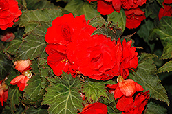 New Star Red Begonia (Begonia 'New Star Red') at Stonegate Gardens