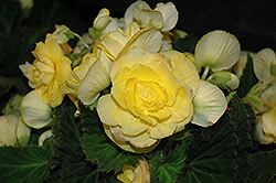 New Star Yellow Begonia (Begonia 'New Star Yellow') at Stonegate Gardens