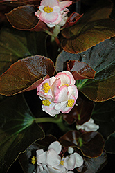 Nightife Blush Begonia (Begonia 'Nightlife Blush') at Stonegate Gardens