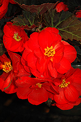 Nonstop Mocca Scarlet Begonia (Begonia 'Nonstop Mocca Scarlet') at A Very Successful Garden Center