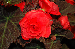 Nonstop Mocca Cherry Begonia (Begonia 'Nonstop Mocca Cherry') at Stonegate Gardens