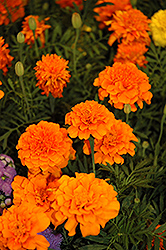 Little Hero Orange Marigold (Tagetes patula 'Little Hero Orange') at Lakeshore Garden Centres