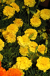Little Hero Yellow Marigold (Tagetes patula 'Little Hero Yellow') at The Mustard Seed