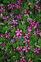Mini Rose Blast Petunia (Petunia 'Mini Rose Blast') at Stonegate Gardens