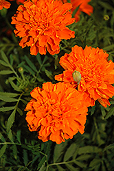 Cresta Deep Orange Marigold (Tagetes patula 'Cresta Deep Orange') at Stonegate Gardens