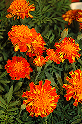 Cresta Flame Marigold (Tagetes patula 'Cresta Flame') at Stonegate Gardens