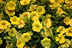 Callie Yellow Calibrachoa (Calibrachoa 'Callie Yellow') at Stonegate Gardens