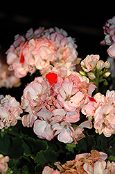Classic Pink Blush Geranium (Pelargonium 'Classic Pink Blush') at Stonegate Gardens