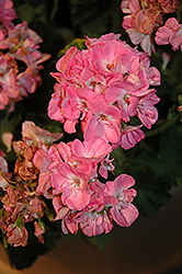 Dynamo Light Pink Geranium (Pelargonium 'Dynamo Light Pink') at Stonegate Gardens