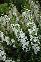 Sungelonia White Angelonia (Angelonia angustifolia 'Sungelonia White') at Stonegate Gardens