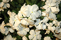 Cora White Vinca (Catharanthus roseus 'Cora White') at Stonegate Gardens