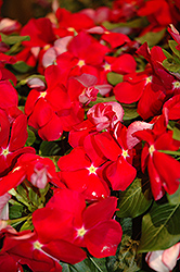 Cora Red Vinca (Catharanthus roseus 'Cora Red') at Stonegate Gardens