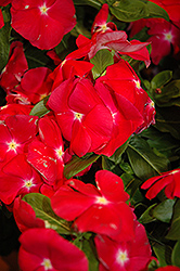 Nirvana Red Vinca (Catharanthus roseus 'Nirvana Red') at Lakeshore Garden Centres