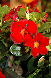 Rio Dark Red Mandevilla (Mandevilla 'Rio Dark Red') at Stonegate Gardens