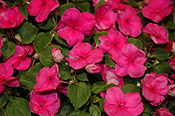 Xtreme Bright Rose Impatiens (Impatiens 'Xtreme Bright Rose') at Stonegate Gardens