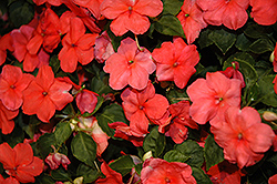 Xtreme Salmon Impatiens (Impatiens 'Xtreme Salmon') at Stonegate Gardens