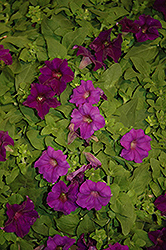Surfinia Purple Majesty Petunia (Petunia 'Surfinia Purple Majesty') at Stonegate Gardens