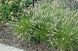 Oriental Fountain Grass (Pennisetum orientale) at A Very Successful Garden Center