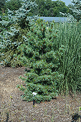 Ibo-Can Japanese White Pine (Pinus parviflora 'Ibo-Can') at Stonegate Gardens
