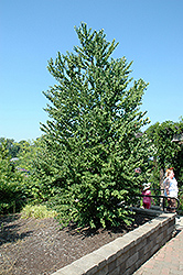 Katsura Tree (Cercidiphyllum japonicum) at Lakeshore Garden Centres