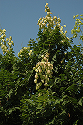 Fastigiata Golden Rain Tree (Koelreuteria paniculata 'Fastigiata') at Stonegate Gardens