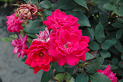 Knock Out Double Red Rose (Rosa 'Radtko') at Stonegate Gardens