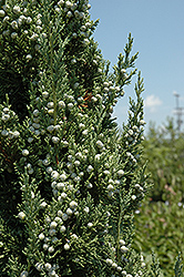 Trautman Juniper (Juniperus chinensis 'Trautman') at Stonegate Gardens