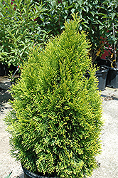 Highlights Arborvitae (Thuja occidentalis 'Janed Gold') at Stonegate Gardens