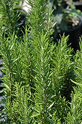 Barbeque Rosemary (Rosmarinus officinalis 'Barbeque') at Stonegate Gardens