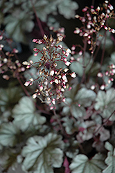 Stainless Steel Coral Bells (Heuchera 'Stainless Steel') at Lakeshore Garden Centres