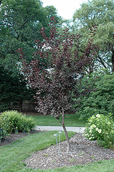 Summer Glow Bird Cherry (Prunus padus 'Summer Glow') at Stonegate Gardens