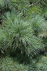 Forest Sky Hybrid Pine (Pinus 'Forest Sky') at Stonegate Gardens