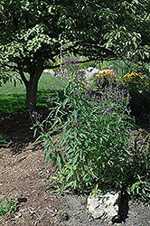 Blue Verbena (Verbena hastata) at Stonegate Gardens