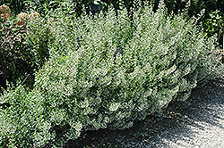 Montrose White Dwarf Calamint (Calamintha nepeta 'Montrose White') at Lakeshore Garden Centres