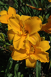 Intense Orange Gold Daylily (Hemerocallis 'Intense Orange Gold') at Stonegate Gardens