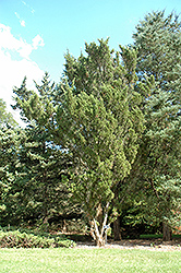 Upright Savin Juniper (Juniperus sabina 'Fastigiata') at Stonegate Gardens