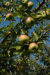 Johnny Appleseed Apple (Malus 'Rambo') at Stonegate Gardens