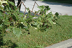 Cut-leaved Linden (Tilia platyphyllos 'Laciniata') at Stonegate Gardens