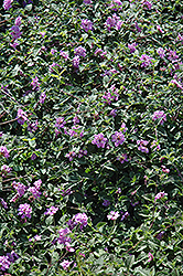 Purple Trailing Lantana (Lantana sellowiana) at Stonegate Gardens