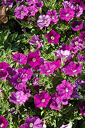 Whispers Amethyst Petunia (Petunia 'Whispers Amethyst') at Stonegate Gardens