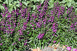 Angelface Dark Violet Angelonia (Angelonia angustifolia 'Angelface Dark Violet') at Stonegate Gardens