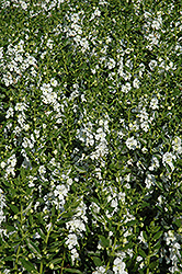 Angelface White Angelonia (Angelonia angustifolia 'Anwhitim') at Stonegate Gardens
