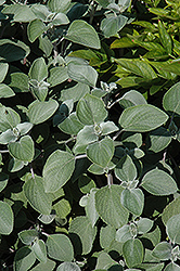 Silver Shield Plectranthus (Plectranthus argentatus 'Silver Shield') at Stonegate Gardens