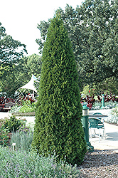 Emerald Green Arborvitae (Thuja occidentalis 'Smaragd') at Stonegate Gardens