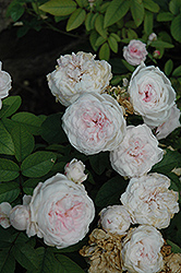 Snow White Rose (Rosa 'Sneprinsesse') at Stonegate Gardens